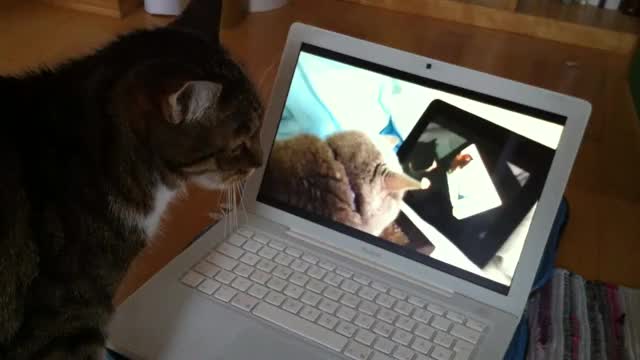 Cat watches video of cat in front of laptop so badly