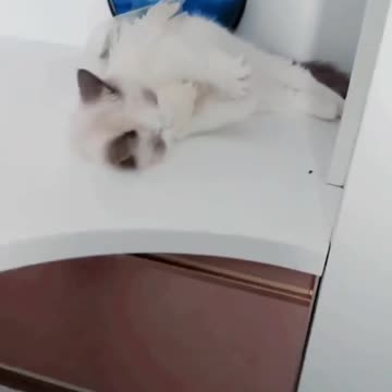 Kittecat Video and Cute Cat Video