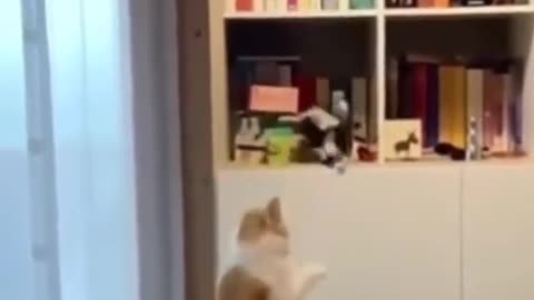 funny animal