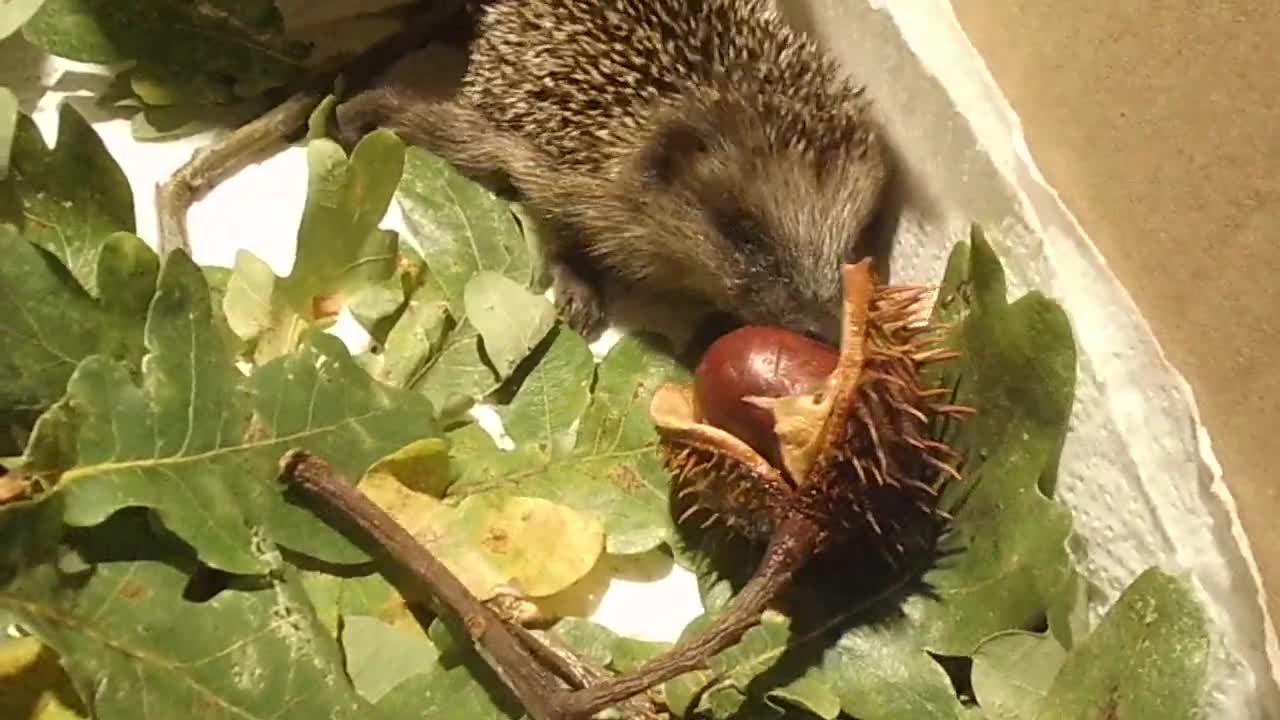 Kleiner Igel und der Kampf mit der Kastanie