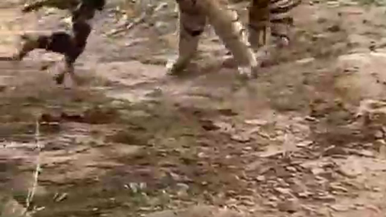 Tiger attacked Dog