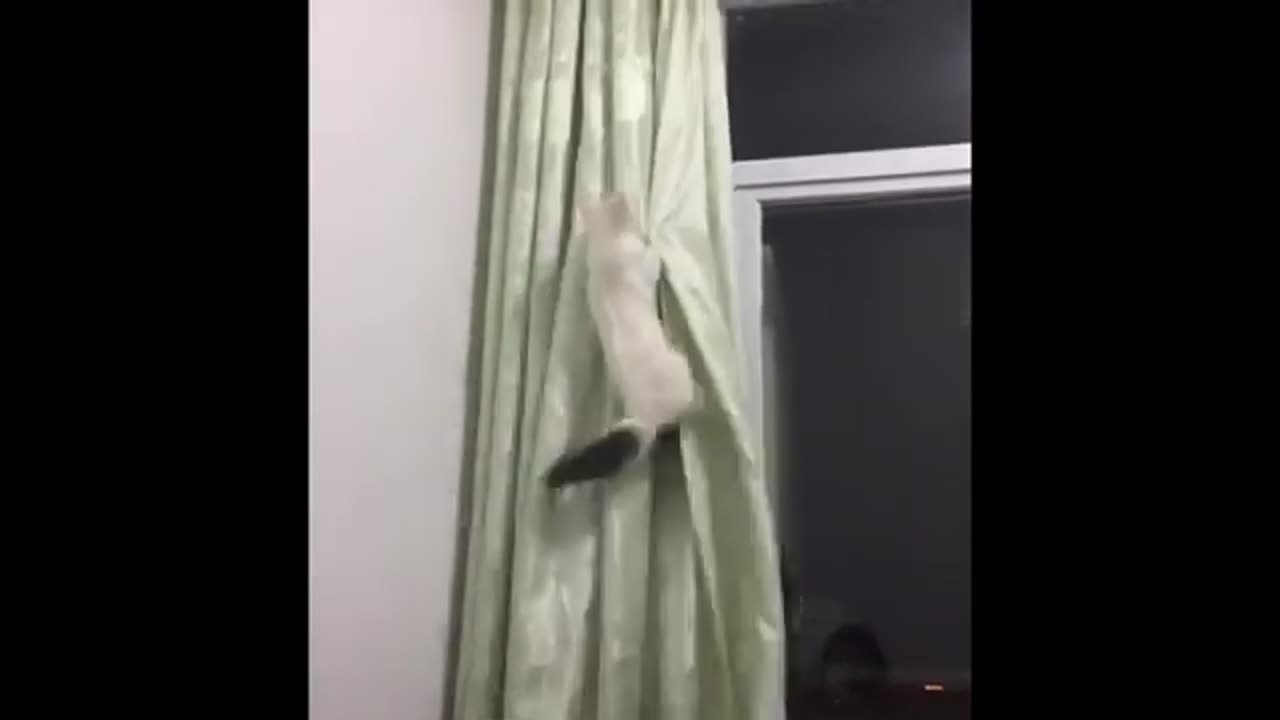 Funny Cats videos