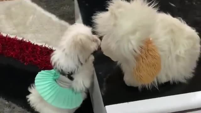 Funny_Clip_short_#dog_#funny_#shorts