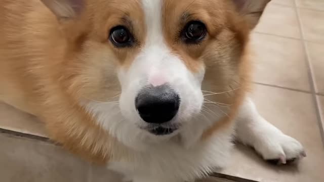 Corgis are annoyed by bad dad jokes Hammy and Olivia