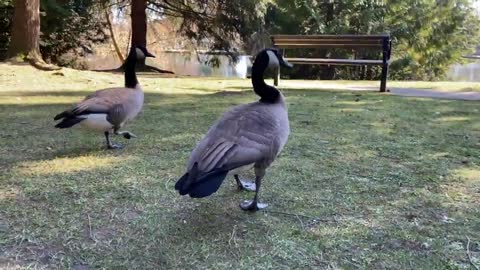 Beautiful 😍 Birds 🐦