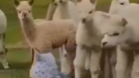 Animals for kids //viral🔥🔥 video🎇📹
