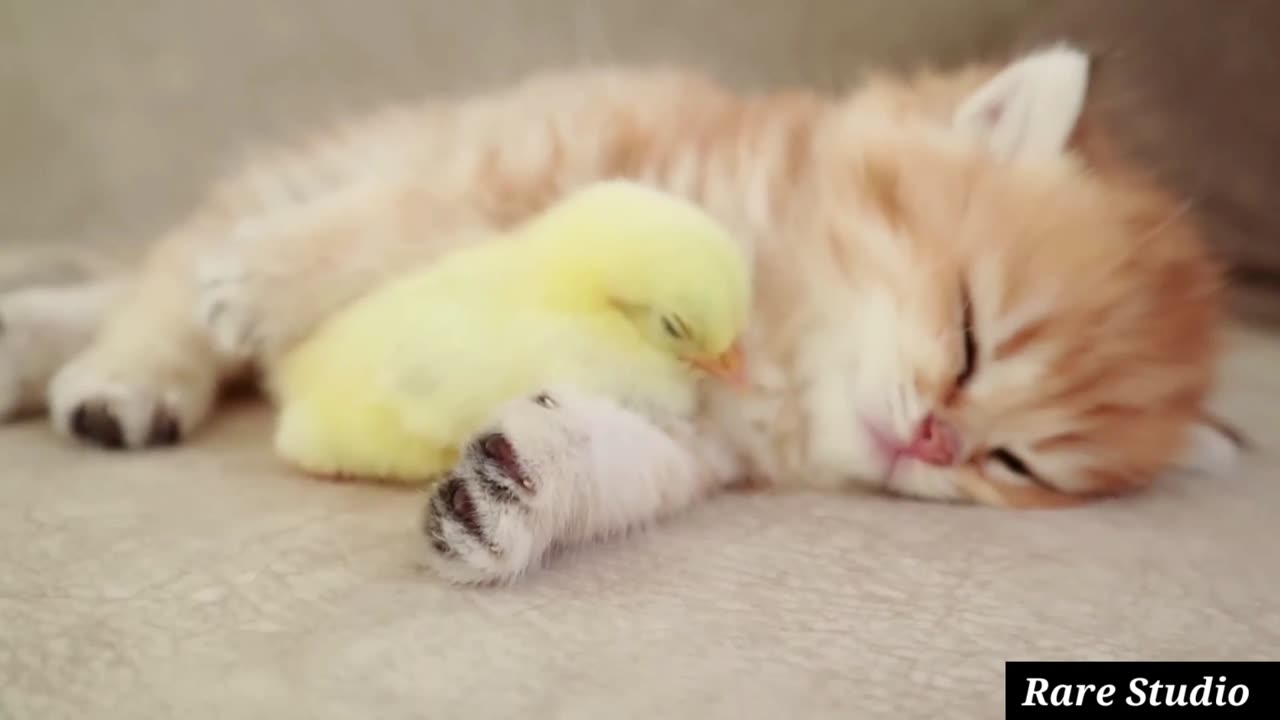 Kitten Sleeps Sweetly With Tiny Chicken Baby So Cute