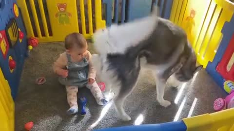 Husky Knocks Baby Down!!😭. But Says Sorry In The Cutest Way!!