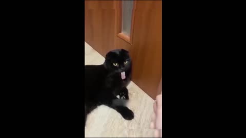 Funny cats/dogs - Funny animal videos 2023