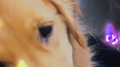 Funny dogs With A Lady 2023