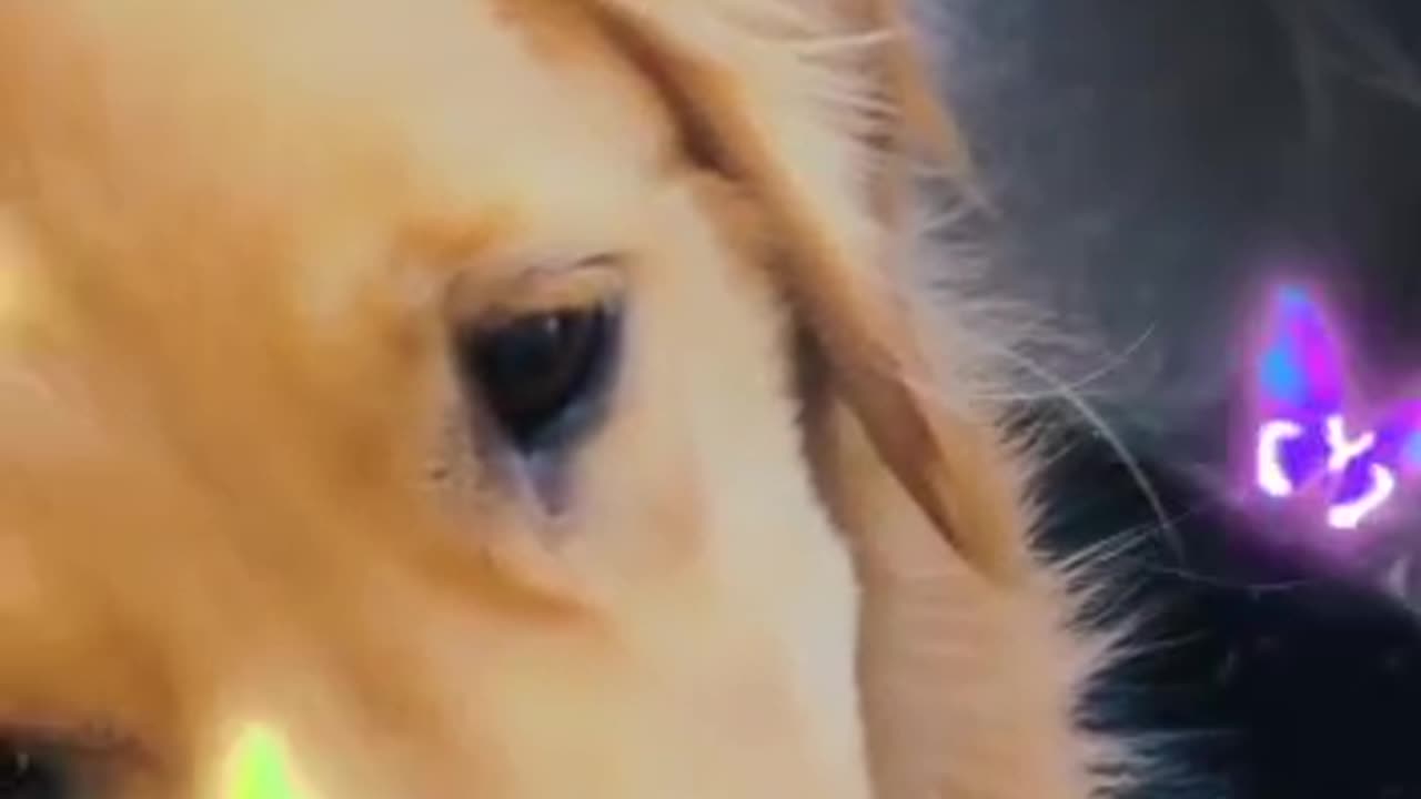 Funny dogs With A Lady 2023