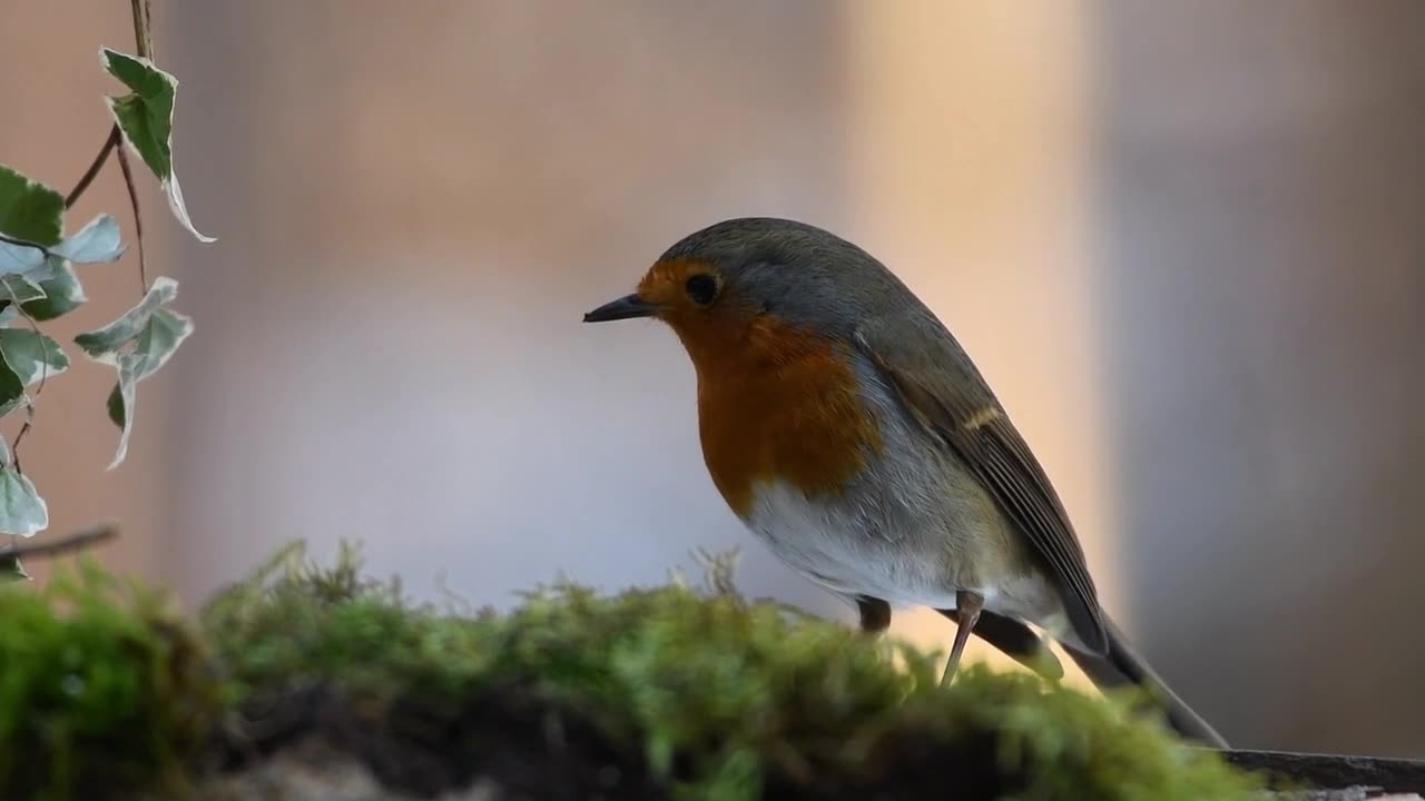 A BELEZA DOS PÁSSAROS