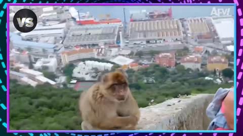 I think the monkey is a fine one