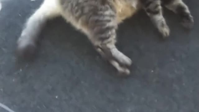 Ruckus the Cat Loves Being Vacuumed