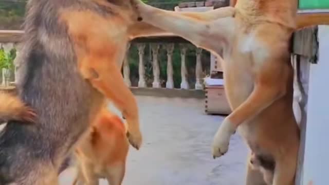 Dog funny fighting video