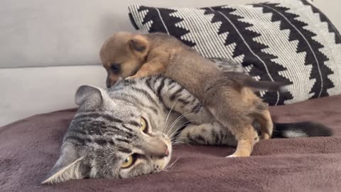 Cat Love With Mom