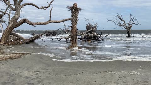 Driftwood Beach