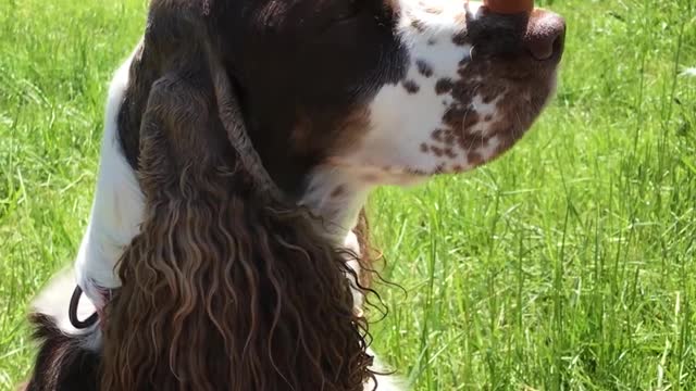 Talented Dog Balances Treat on Nose