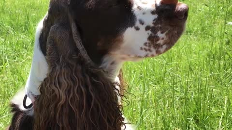 Talented Dog Balances Treat on Nose