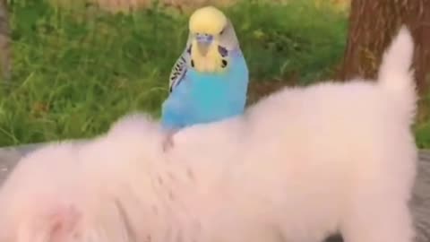 Puppy and parrot friendship Beautiful Moments