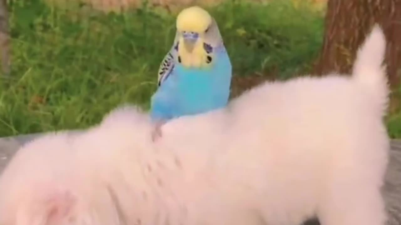 Puppy and parrot friendship Beautiful Moments