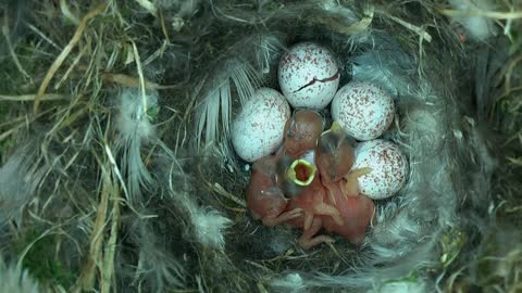 Tiny Woodland Bird Cyanistes Caeruleus Hatches out from an egg