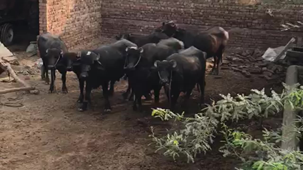 Village life