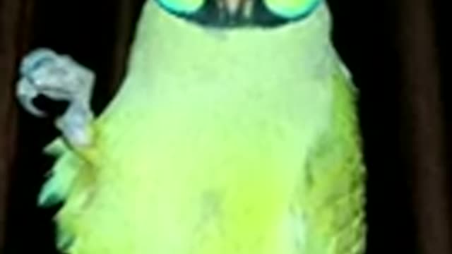 if You like this cute parrot singing video then #Singing Parrot#