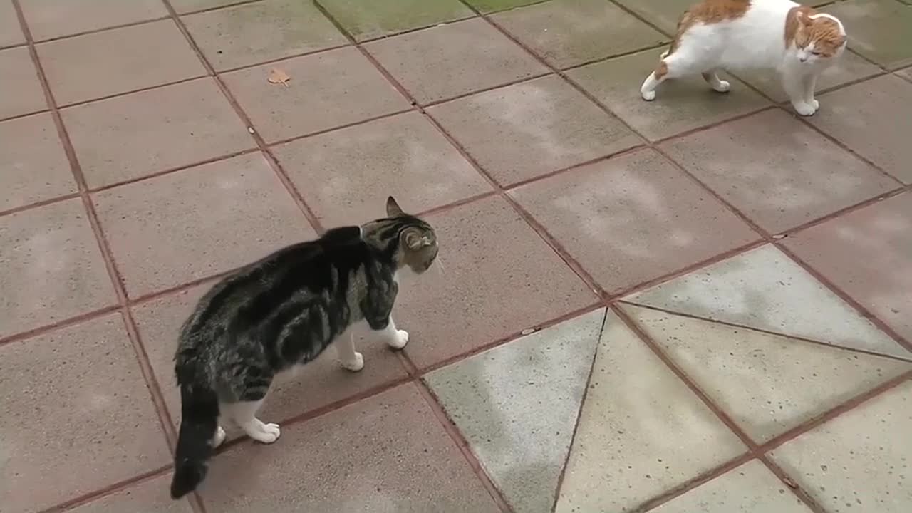 Craziest Cat Fights