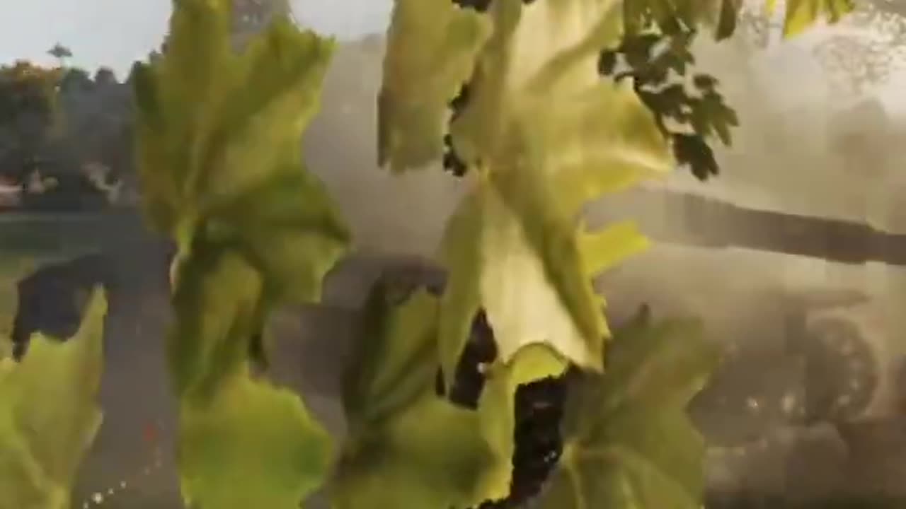 WoT Video