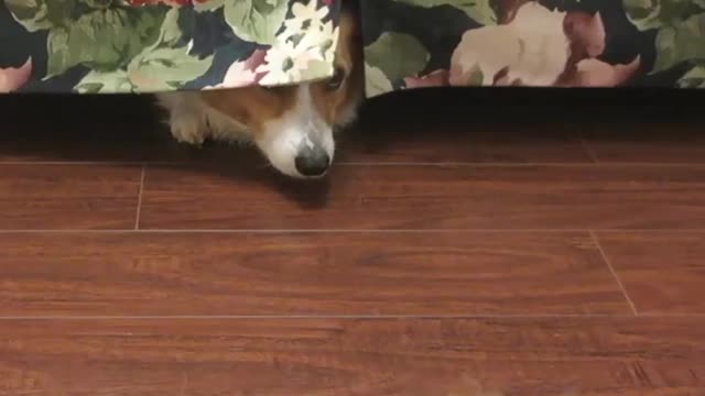 Corgi & hamster hide and seek - Ultimate Baby Dogs - Cute and Funny Dog Videos Compilation