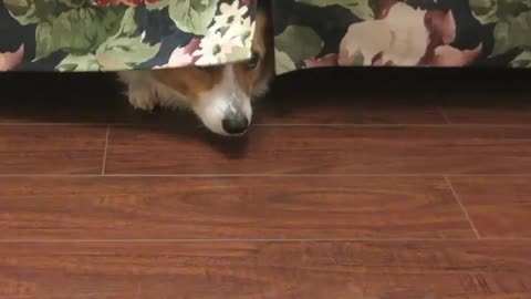 Corgi & hamster hide and seek - Ultimate Baby Dogs - Cute and Funny Dog Videos Compilation