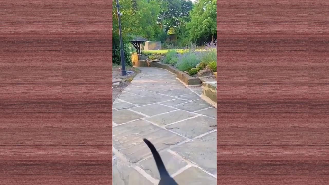 Funnyints animals dog and cats video