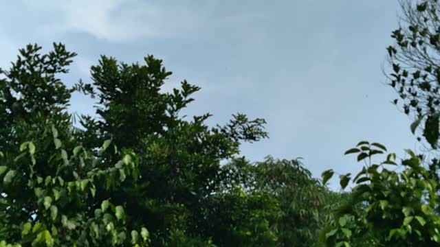 Nature