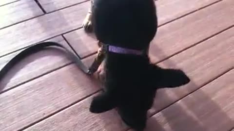 Baby Fiona