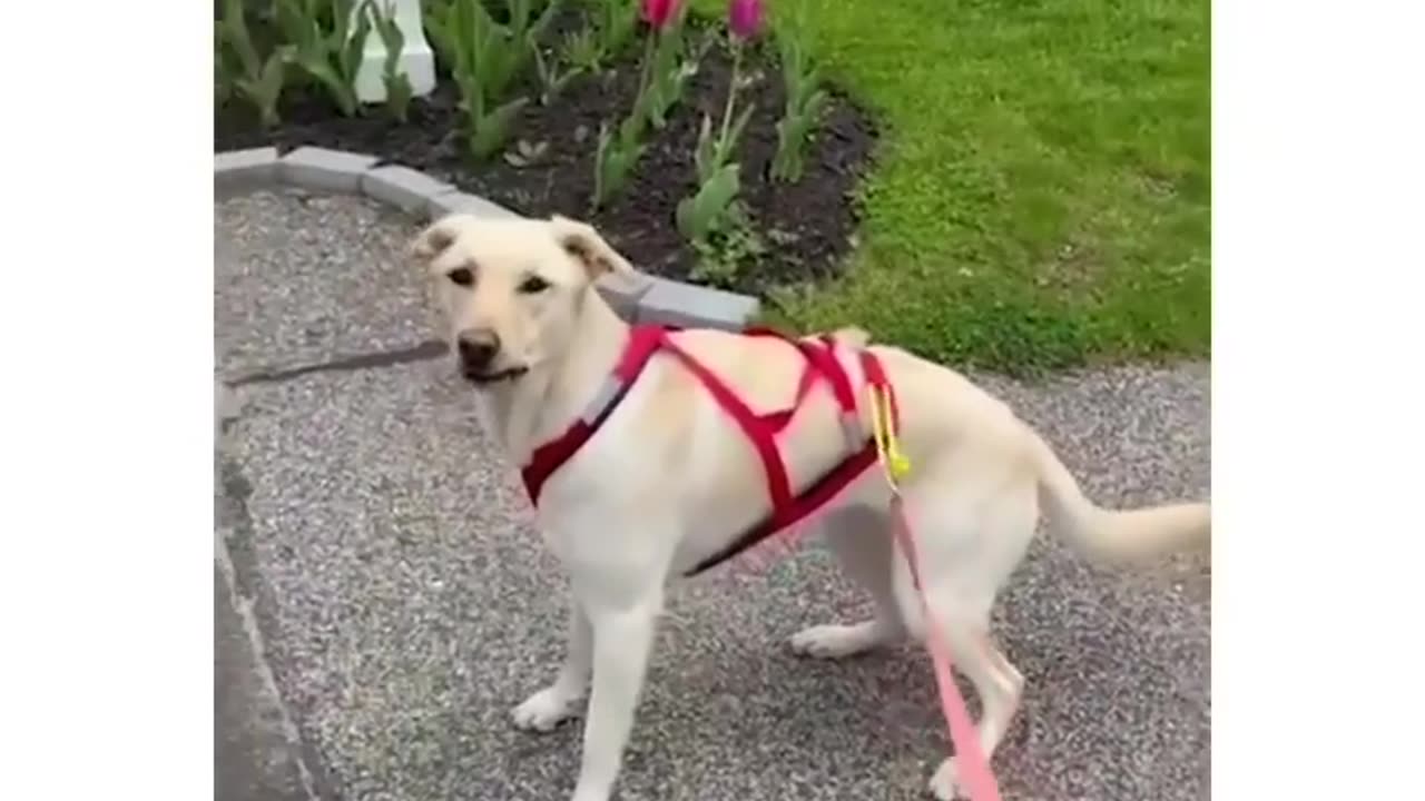 Do you think he likes running? 😁😍