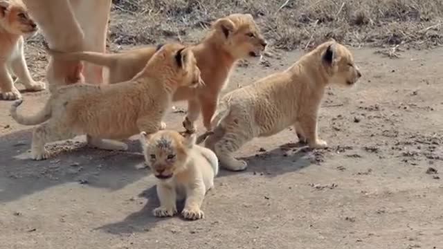 Mom and her adorable cubs