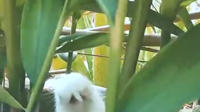 Rabbits playing together | Rabbits videos| Rabbits playing outside