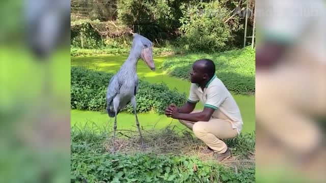 Funniest Animals Videos😂 - Best Cats😹 and Dogs🐶