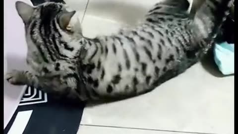 Funny CATS and duck