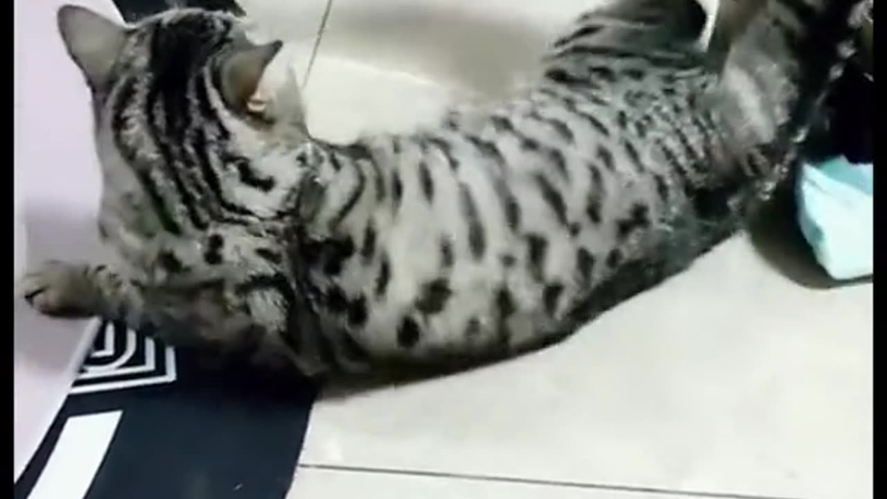 Funny CATS and duck