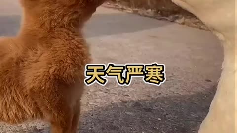 Goose and puppy