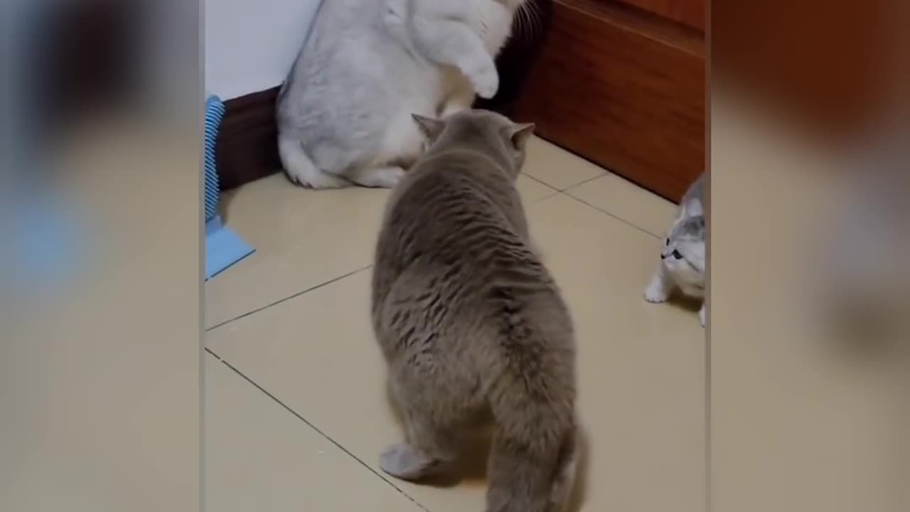 funny Cat amazing