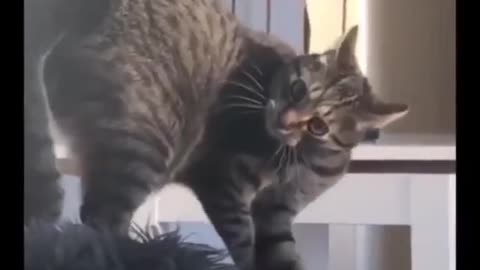 funny cat