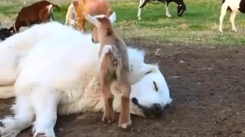 Animals living tother happily