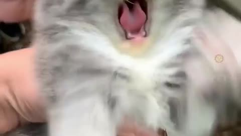 Cat funny video 🤣