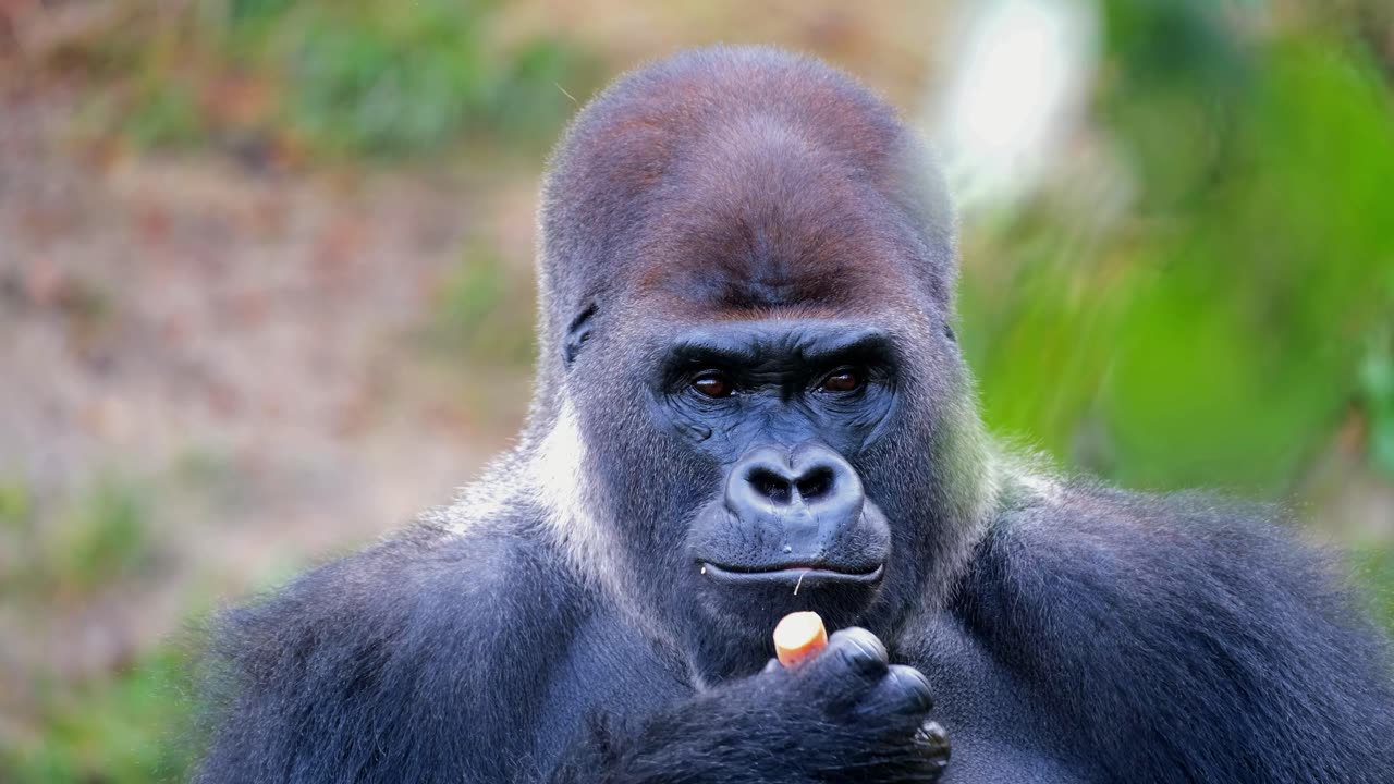 "Gorilla Feast: Watch This Majestic Creature Enjoying Its Meal"