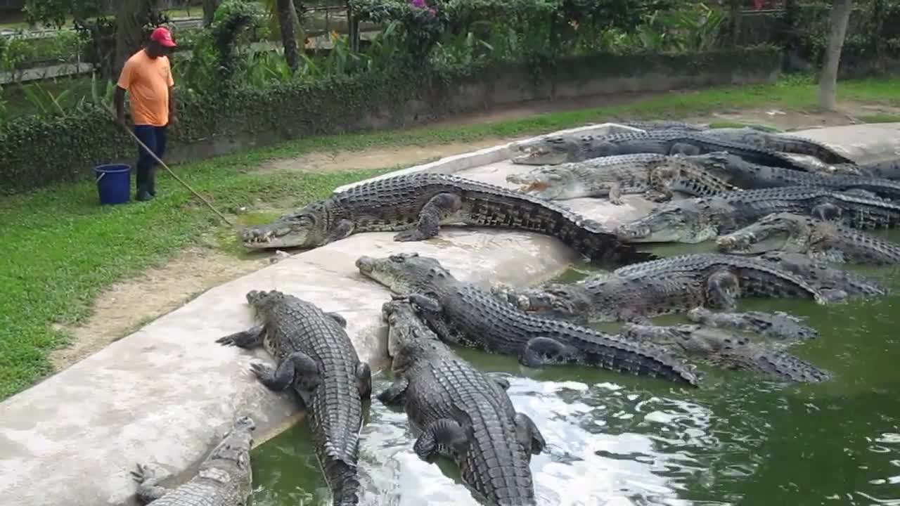 Crocodile Feeding at Langkawi Crocodile Farm