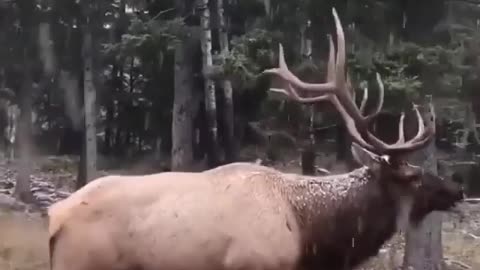 Have you ever heard the sound of a deer?