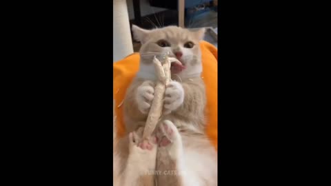 Most entertaining Cats 😹-Best Of The 2022 Funny Cat Videos 😂-Funny Cats HD